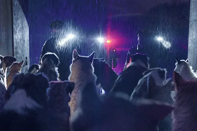 Dogman: die Polizei vor einem Lieferwagen voller Hunde