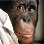 Link, der Butler Filmszene: Nahaufnahme eines Orang-Utans in Hemd