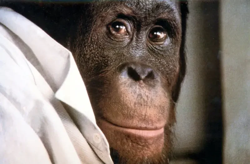 Link, der Butler Filmszene: Nahaufnahme eines Orang-Utans in Hemd