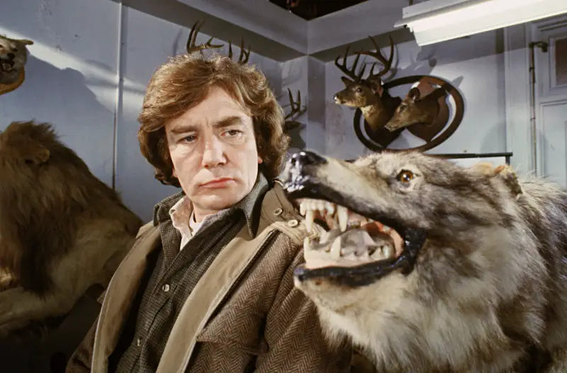 Ein Mann (Darsteller Albert Finney) mit Mantel mustert einen ausgestopften Wolfen neben sich - Filmszene aus Wolfen