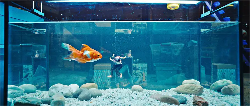 Ein winziger Mann (Jean Dujardin) schwimmt mit einem Goldfisch im Aquarium - Filmszene - Der Mann der immer kleiner wurde